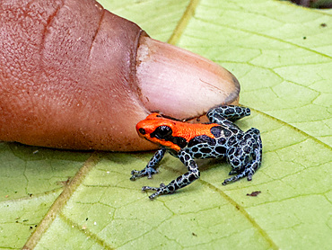An adult red-backed poison frog, Ranitomeya reticulata, captured within the Pacaya Samiria Preserve, Peru.