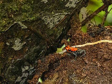 An adult red-backed poison frog, Ranitomeya reticulata, within the Pacaya Samiria Preserve, Peru.