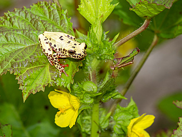 An adult reticulated tree frog, Dendropsophus reticulatus, on a leaf within the Pacaya Samiria Preserve, Peru.