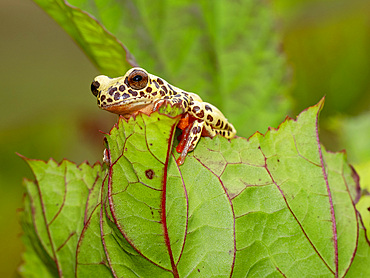 An adult reticulated tree frog, Dendropsophus reticulatus, on a leaf within the Pacaya Samiria Preserve, Peru.