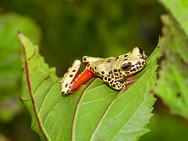 An adult reticulated tree frog, Dendropsophus reticulatus, on a leaf within the Pacaya Samiria Preserve, Peru.