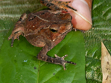 An adult sharp-nosed toad, Rhinella dapsilis, captured within the Pacaya Samiria Preserve, Peru.