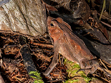 An adult sharp-nosed toad, Rhinella dapsilis, on a the ground within the Pacaya Samiria Preserve, Peru.