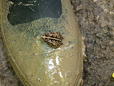 An adult South American common toad, Rhinella margaritifera, on a tmuddy boot within the Pacaya Samiria Preserve, Peru.