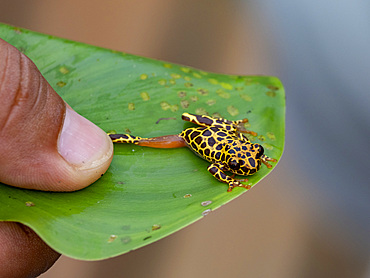 An adult variable clown tree frog, Dendropsophus Triangulum, captured within the Pacaya Samiria Preserve, Peru.