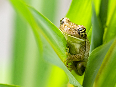 An adult veined tree frog, Trachycephalus typhonius, on a leaf within the Pacaya Samiria Preserve, Peru.