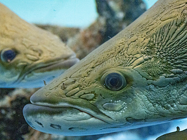Captive giant arapaima, Arapaima gigas, underwater at the Dallas Rescue Center in Iquitos, Amazon, Peru.