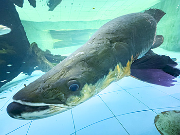 Captive giant arapaima, Arapaima gigas, underwater at the Dallas Rescue Center in Iquitos, Amazon, Peru.