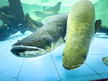 Captive giant arapaima, Arapaima gigas, underwater at the Dallas Rescue Center in Iquitos, Amazon, Peru.