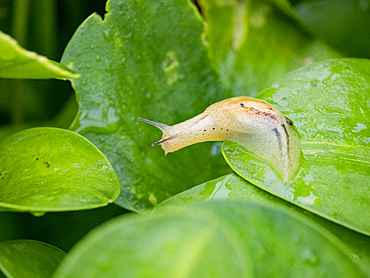 An adult amber snail, Genus Omalonyx, on a leaf during the day within the Pacaya Samiria Preserve, Peru.