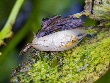 An adult amber snail, Genus Omalonyx, on a leaf during the day within the Pacaya Samiria Preserve, Peru.