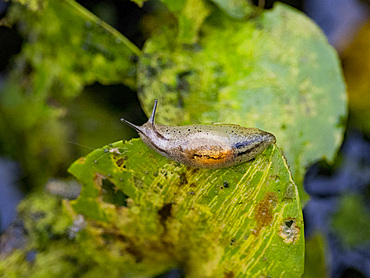 An adult amber snail, Genus Omalonyx, on a leaf during the day within the Pacaya Samiria Preserve, Peru.