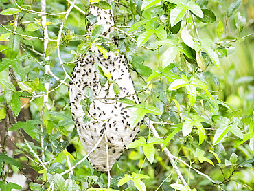 Adult ferocious polybia wasp, Polybia rejecta, on a nest during the day within the Pacaya Samiria Preserve, Peru.