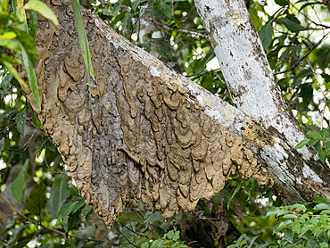 A cecropia ant nest, Genus Azteca, on a tree during the day within the Pacaya Samiria Preserve, Peru.