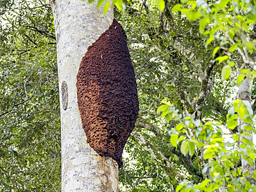A cecropia ant nest, Genus Azteca, on a tree during the day within the Pacaya Samiria Preserve, Peru.
