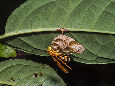 A paper wasp, Genus Pachymenes, building a nest during the day within the Pacaya Samiria Preserve, Peru.