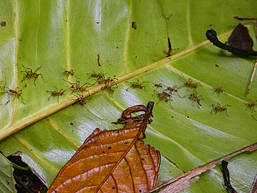 Adult Eciton army ants, Eciton hamatum, marching on a leaf during the day within the Pacaya Samiria Preserve, Peru.