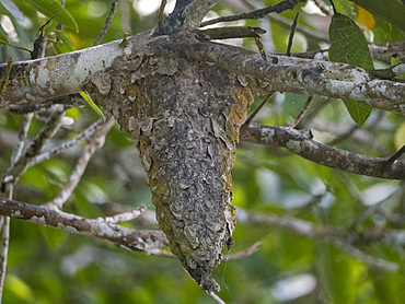A cecropia ant nest, Genus Azteca, on a tree during the day within the Pacaya Samiria Preserve, Peru.