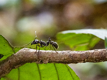Adult bullet ant, Paraponera clavata, on a tree during the day within the Pacaya Samiria Preserve, Peru.