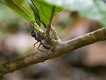 Adult bullet ant, Paraponera clavata, on a tree during the day within the Pacaya Samiria Preserve, Peru.