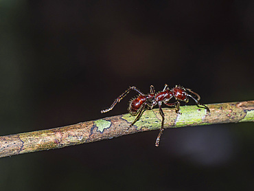 Adult bullet ant, Paraponera clavata, on a tree during the day within the Pacaya Samiria Preserve, Peru.