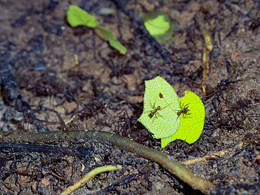 Adult hairy-headed leaf-cutter ants, Atta cephalotes, carrying leaves within the Pacaya Samiria Preserve, Peru.