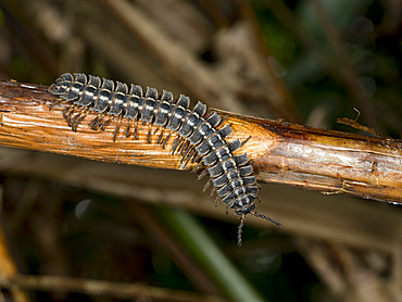 Adult armored millipede, Genus Barydesmus, crawling in the undergrowth within the Pacaya Samiria Preserve, Peru.
