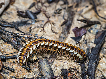 Adult armored millipede, Genus Barydesmus, crawling in the undergrowth within the Pacaya Samiria Preserve, Peru.