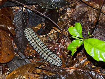 Adult armored millipede, Genus Barydesmus, crawling in the undergrowth within the Pacaya Samiria Preserve, Peru.