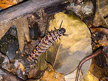 Giant silk moth, Arsenura armida, caterpillar crawling in the undergrowth within the Pacaya Samiria Preserve, Peru.