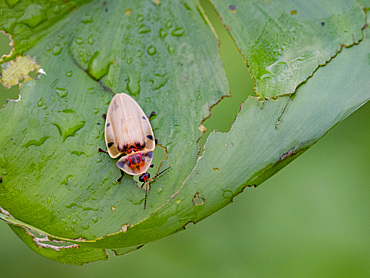 Adult beetle, Aspisoma sticticum, crawling on a leaf in the undergrowth within the Pacaya Samiria Preserve, Peru.