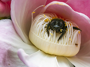 Adult belted orchid bee, Eulaema cingulata, crawling in a flower within the Pacaya Samiria Preserve, Peru.