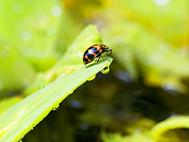 Adult spotted pink lady beetle, Coleomegilla maculata, crawling in the undergrowth within the Pacaya Samiria Preserve, Peru.