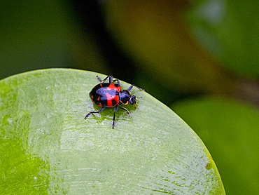 Painted ladybug, Coleomegilla occulta, on a leaf in the undergrowth within the Pacaya Samiria Preserve, Peru.