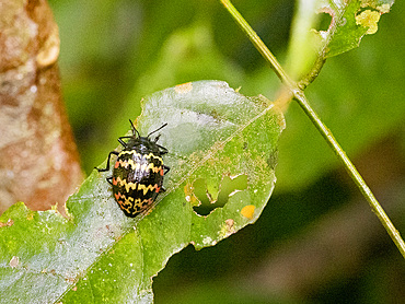 Beetle, Genus Prepopharus, on a leaf in the undergrowth within the Pacaya Samiria Preserve, Peru.
