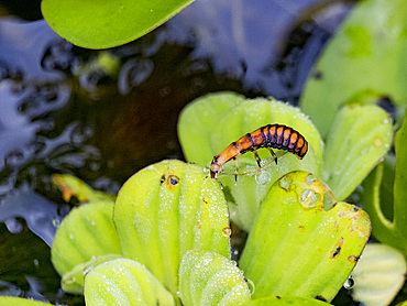 Beetle, Genus Purex, on a leaf in the undergrowth within the Pacaya Samiria Preserve, Peru.
