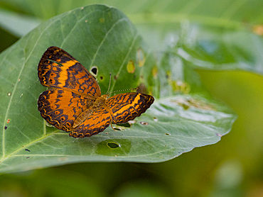 Amazon butterfly, Mazia amazonica, on a leaf in the undergrowth within the Pacaya Samiria Preserve, Peru.