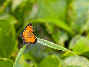 Amazon butterfly, Mazia amazonica, on a leaf in the undergrowth within the Pacaya Samiria Preserve, Peru.
