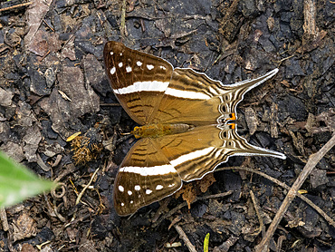 Amazon butterfly, Mazia amazonica, on a leaf in the undergrowth within the Pacaya Samiria Preserve, Peru.
