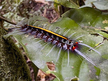 Caterpillars from the Genus Zanola, on a tree in the undergrowth within the Pacaya Samiria Preserve, Peru.