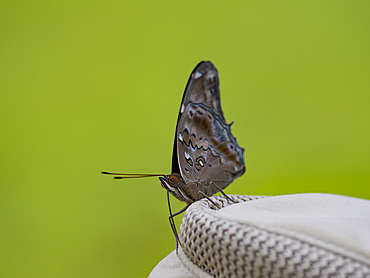 Tailed cecropian, Historis acheronta, on a guests hat in the undergrowth within the Pacaya Samiria Preserve, Peru.