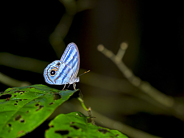 Butterfly, Chloreuptychia chlorimene, on a leaf in the undergrowth within the Pacaya Samiria Preserve, Peru.