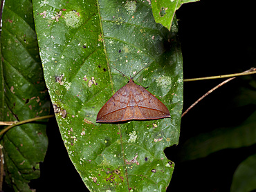 Moth from the Genus Gorgone, on a leaf in the undergrowth within the Pacaya Samiria Preserve, Peru.