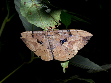 Moth, Subfamily Erebinae, on a leaf in the undergrowth within the Pacaya Samiria Preserve, Peru.