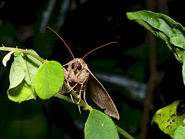 Moth, Subfamily Erebinae, on a leaf in the undergrowth within the Pacaya Samiria Preserve, Peru.