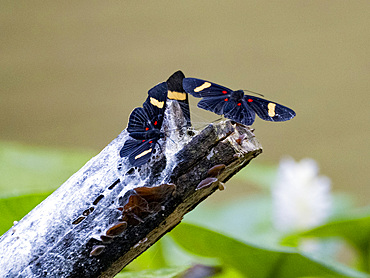 Orange-barred pixie, Melanis electron, on a log in the undergrowth within the Pacaya Samiria Preserve, Peru.
