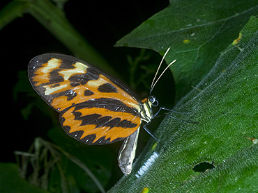 Polymnia tigerwing, Mechanitis polymnia, laying eggs in the undergrowth within the Pacaya Samiria Preserve, Peru.