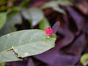 Rusted clearwing-satyr, Cithaerias pireta, on a leaf in the undergrowth within the Pacaya Samiria Preserve, Peru.