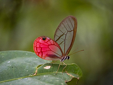 Rusted clearwing-satyr, Cithaerias pireta, on a leaf in the undergrowth within the Pacaya Samiria Preserve, Peru.