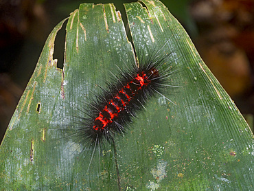 Caterpillar tiger moth, Ammalo helops, on undergrowth in the undergrowth within the Pacaya Samiria Preserve, Peru.